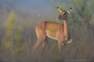 Impala in first light  