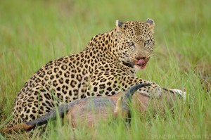 Leopard with kill  