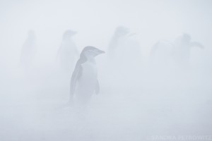 Chinstrap Penguins, Deception Island